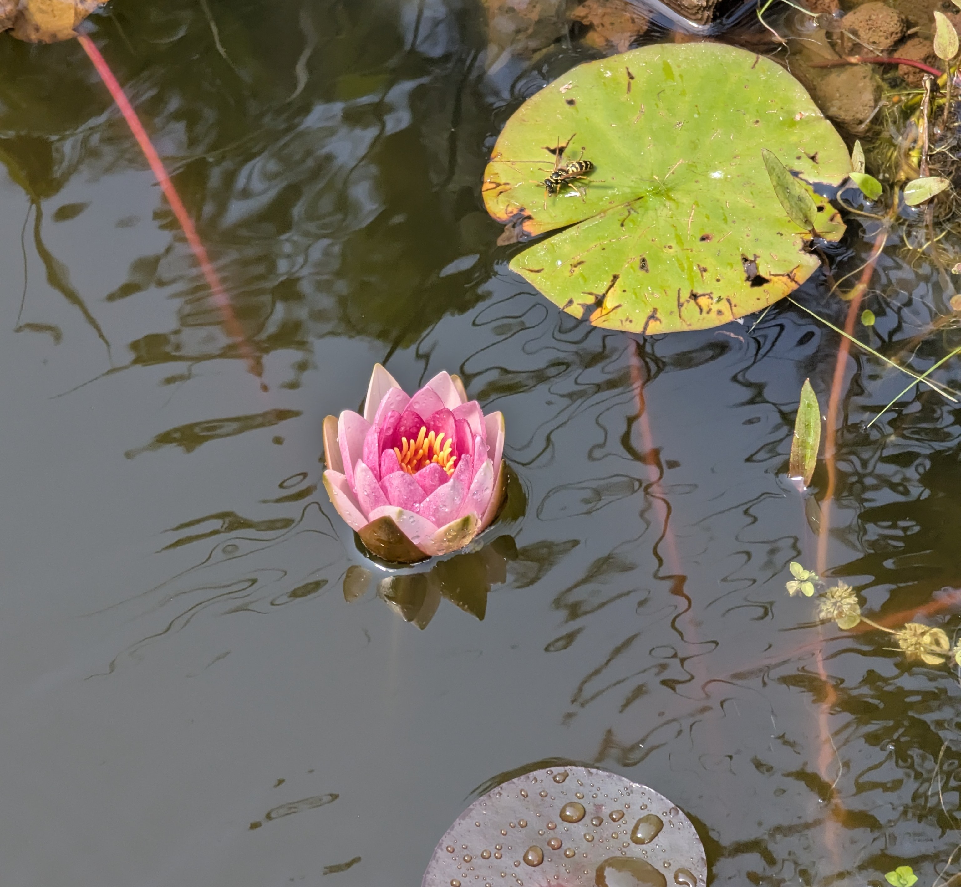 La Mare des Acanthes